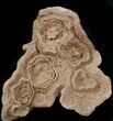 Flower-Like Sandstone Concretion - Pseudo Stromatolite #34197-1